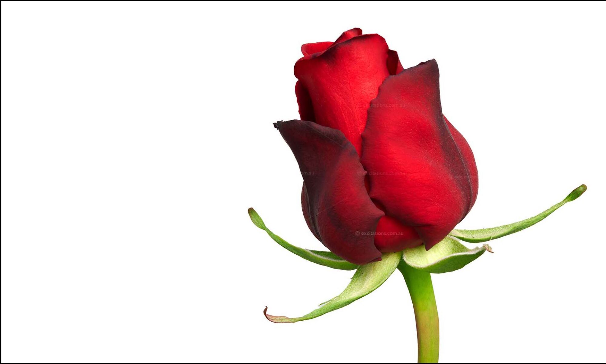 Ultra-high detailed photo of a Dallas Red Rose bud partially open against a pure white background. Stock photo by Excitations Australia.